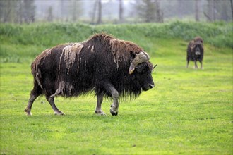 Musk Ox or Muskox (Ovibos moschatus)