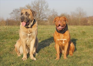 Dogue de Bordeaux or Bordeaux Mastiff and a Cane Corso Italiano sitting on a meadow