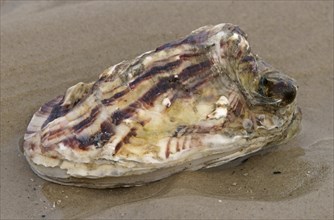 Pacific Oyster (Crassostrea pacifica)