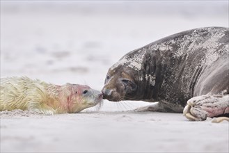 Grey Seal (Halichoerus grypus) pup