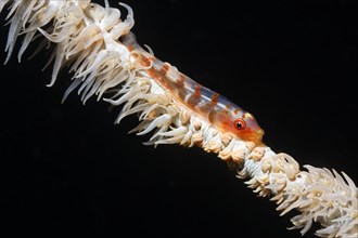 Wire Coral Goby (Bryaniops youngei)
