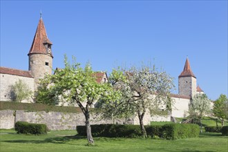Blossoming trees along the city wall of Rothenburg ob der Tauber
