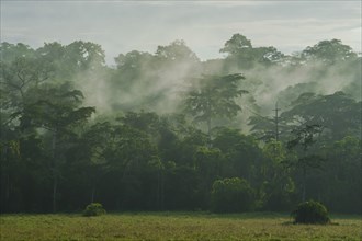 Fog over a clearing in the rain forest after a cloudburst