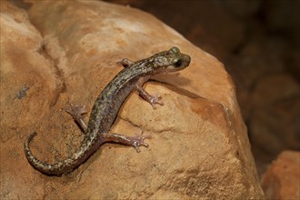 Imperial cave salamander (Speleomantes imperialis)