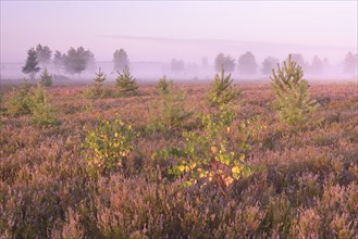 Open heath with blooming heather (Calluna vulgaris)