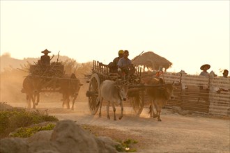 Farmhands travelling on two oxcarts on their way home