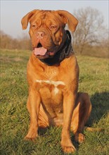 Dogue de Bordeaux or Bordeaux Mastiff