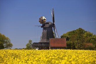 Blossoming rape field in front of windmill Messlingen