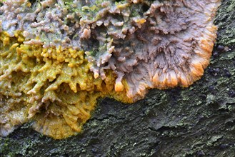 Wrinkled Crust (Phlebia radiata)