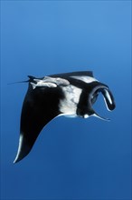 Reef manta ray (Manta alfredi)