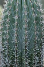 Mexican Giant Cactus or Cardon (Pachycereus pringlei)