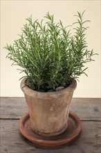 Rosemary (Rosmarinus officinalis) growing in a terracotta pot on a wooden table