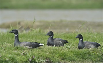 Brant geese (Branta bernicla)