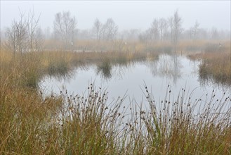 High moor in autumn