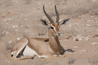 Arabian Oryx (Oryx leucoryx)
