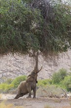 African Desert Elephant (Loxodonta africana) bull reaching up with his trunk to reach the branches of a tree