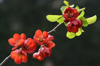 Japanese Quince or Japanese Flowering Quince (Chaenomeles japonica)