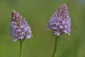 Naked Man Orchid or Italian Orchid (Orchis italica)