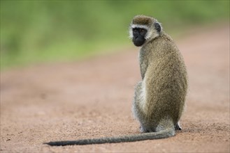 Vervet Monkey (Chlorocebus)