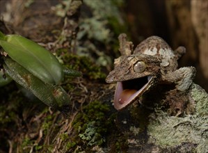 Flat-tailed gecko (Uroplatus sikorea) with open mouth