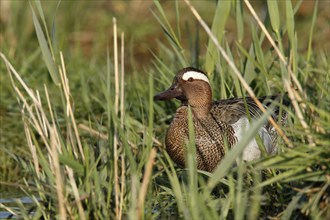 Garganey (Anas querquedula)