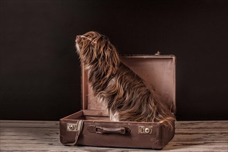 Brown mixed-breed dog sitting in a suitcase