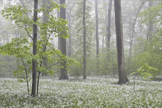 Flowering wild garlic (Allium ursinum) in spring forest in fog
