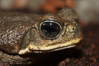 Cane Toad (Bufo marinus