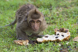 Crab-eating macaque (Macaca fascicularis)