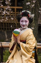 Geisha in front of a blossoming cherry tree in the Geisha quarter Gion