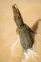 Saltwater crocodile (Crocodylus porosus) jumping out of the water