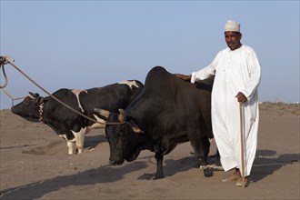 Omani wearing traditional dress proudly displaying his bulls before a bull fight