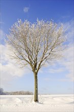 English Oak or Pedunculate Oak (Quercus robur