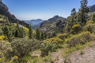 Canary Islands' Giant Burgloss (Echium decaisnei)