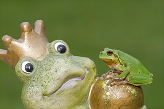 European Tree Frog (Hyla arborea) sitting on a stone frog