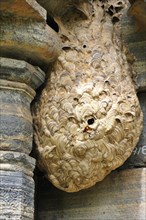 Nest of Hornets (Vespa tropica) at a temple