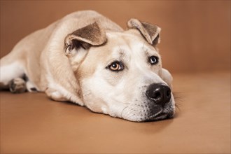 Akita Inu mixed-breed dog