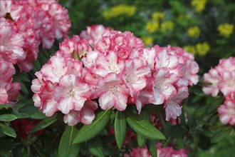 Rhododendron (Rhododendron)