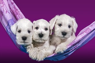 Three white Miniature Schnauzer puppies lying in a hammock