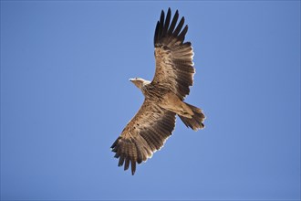 Imperial Eagle (Aquila heliaca) in flight