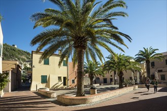 Square with palm trees