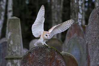 Barn Owl (Tyto alba) landing on a grave stone