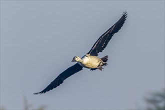 Knob-billed Duck (Sarkidiornis melanotos) in flight
