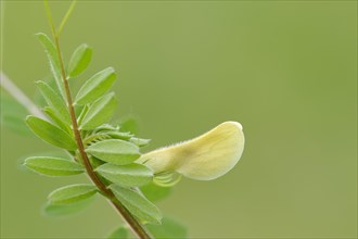 Hairy yellow vetch (Vicia hybrida)
