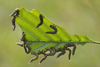 Larvae of the birch sawfly (Craesus latipes)