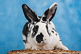Black and white pinto rabbit