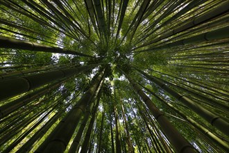 Canopy of a bamboo forest