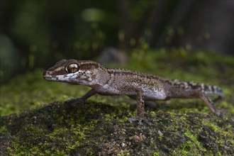 Stumpff's Ground Gecko (Paroedura stumpfii)