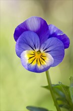 Horned Pansy or Horned Violet (Viola cornuta)