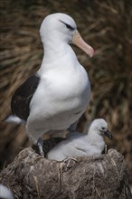Black-browed Albatross or Black-browed Mollymawk (Thalassarche melanophris) with a chick in a tower nest